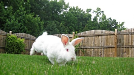 White rabbit - red, big, eyes, pet