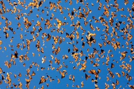 Monarch butterflies - swarm, group, cloud, orange