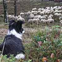 border collie