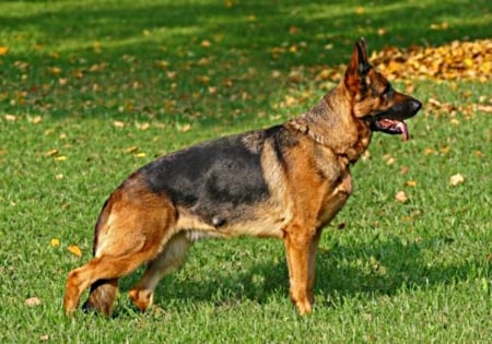 shepherd standing - straight, poses, dog, show