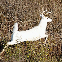 Seneca white deer