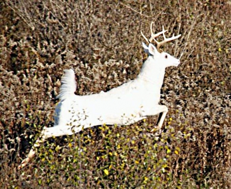 Seneca white deer - buck, jumps, male, runs