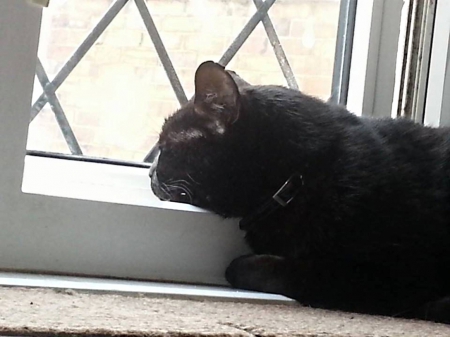 looking outside - black, white, window, cat