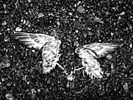 wings - fallen, animal, bird, gone