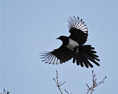 magpie - flying, sky, pica, black