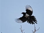 magpie