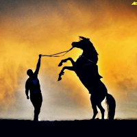 horse and man