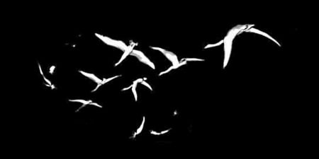 birds - group, flying, white, above