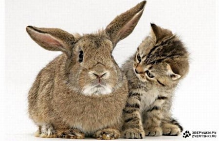 big bunny,small kitty - too, next, look, eachother