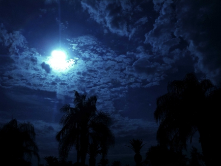 NIGHT CLOUDS - trees, blue, clouds, night, palm