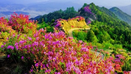 colorful flowers along a mountain trail - trail, forest, colors, mountains, flowers