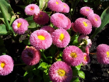 pinky balls - spring, fresh, pink, ball