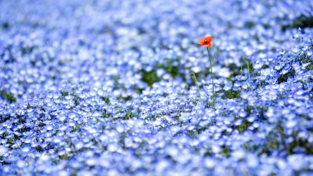 Blue - blue flowers, flowers field, spring, nature, spring time, blue, splendor, flowers, poppies, poppy