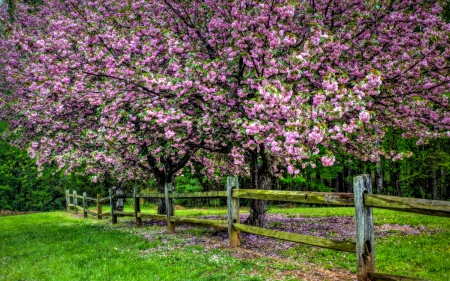 Spring - nature, fence, spring time, splendor, tree, flowers, grass, spring