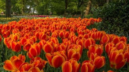 Tulips - lovely, spring, nature, pink, beautiful, green, flowers, photo, cute, flower