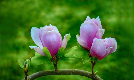 Spring - flower, pink, cute, beautiful, flowers, photo, spring, lovely, nature, green