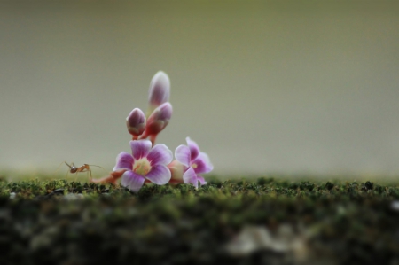 Spring - flower, pink, cute, beautiful, flowers, photo, spring, lovely, nature, green