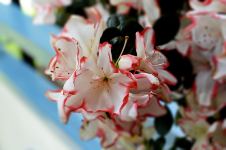 Spring - lovely, spring, nature, pink, beautiful, green, flowers, photo, cute, flower