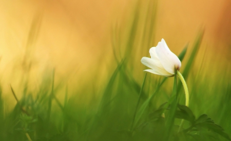 Spring - lovely, spring, nature, pink, beautiful, green, flowers, photo, cute, flower