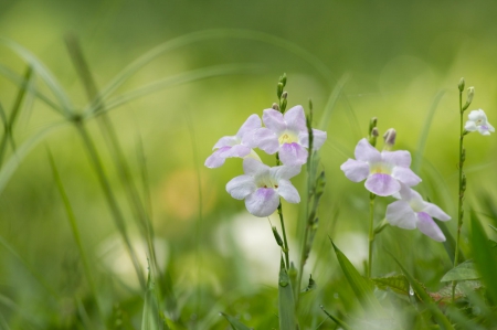 Spring - lovely, spring, nature, pink, beautiful, green, flowers, photo, cute, flower