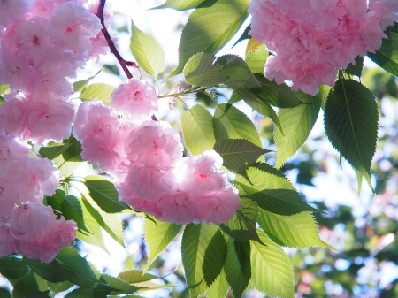 Spring - lovely, spring, nature, pink, beautiful, green, flowers, photo, cute, flower