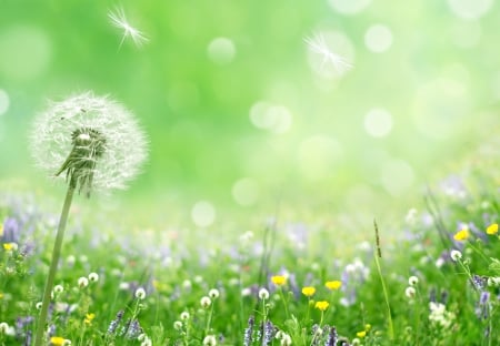 Flowers Field - spring flowers, pring, bokeh, splendor, flowers, nature, green