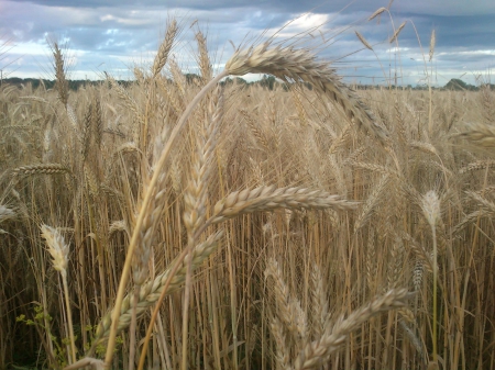 Summer field - nature, fields, summer, landscape