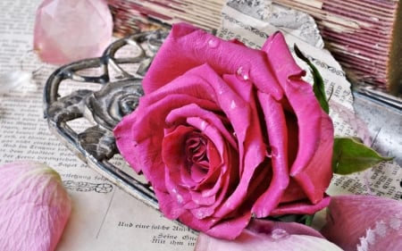 ♥ - wet, flower, petals, pink, jewel, dew, silver, water drops, rose, paper