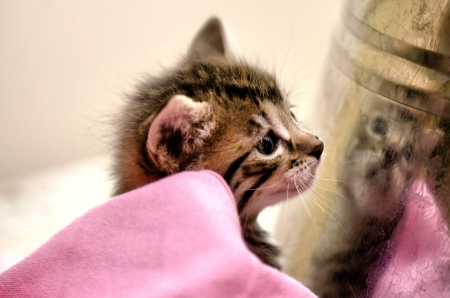 Cat - hat, pretty, cat face, beautiful, lovely, paws, cat, kitten, cute, cats, face, sleeping, animals, kitty