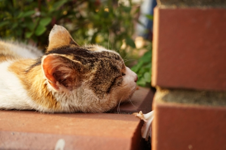 Cat - sleeping, cat face, hat, cat, kitty, animals, lovely, kitten, paws, face, pretty, cats, beautiful, cute