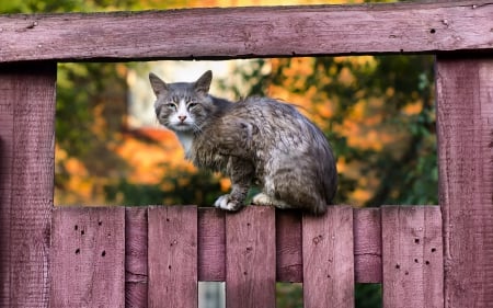 Waiting - fence, cat, pink, wet, animal, orange, funny, cute