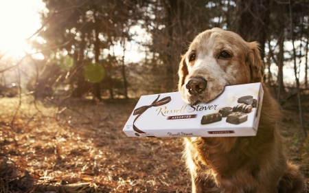 Assorted for you - box, chocolates, dog, animal, funny, cute