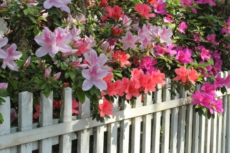 Cheerful flowers - gard, veselie, e pe, cata