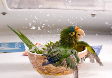 Parrot in Bowl - wings, funny, porcelain, bird