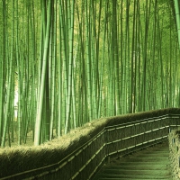 Bamboo Path in Kyoto, Japan