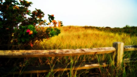 fence - nature, fence, field, flowers