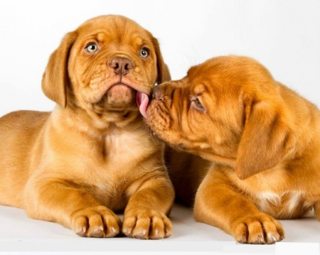 dogue de bordeaux puppies - pet, dogue de bordeaux, cute, dog, puppies