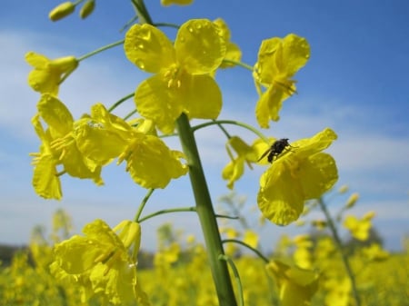 Mustard flower - mutard, yellow, field, flower, spring