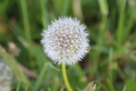 blowball - flower, blowball, nature, green