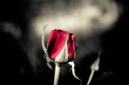 Don`t lose the Hope! - flowers, rose, flower, red