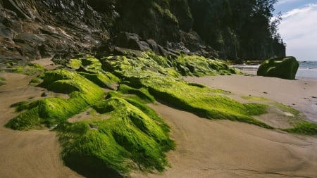 moss covered coastal rocks - moss, sea, beach, rocks