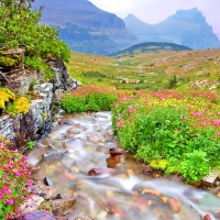 Flowers in Glacier national park mountain