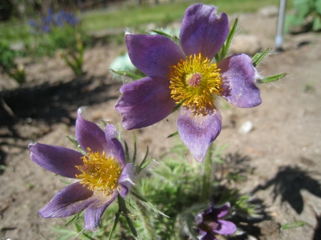 Pasque Flower - flowers, soil, yellow, lilac, spring