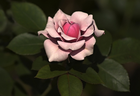 Rose - rose, flower, pink, beautiful