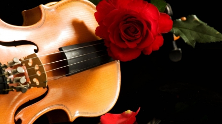 Musical Still Life - violin, rose, arrangement, red