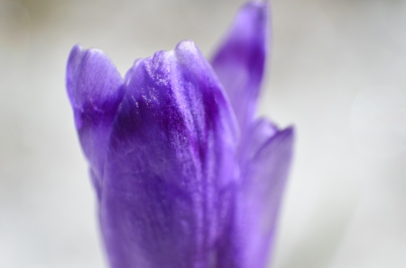 crocus - nature, crocus, flower, spring