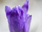 crocus