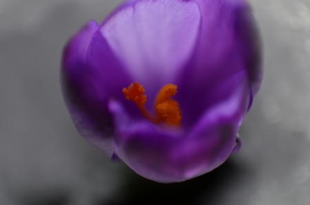 crocus - nature, crocus, flower, spring