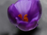 crocus