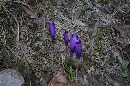 crocus - nature, crocus, grass, spring, flower